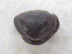 Lamellibranche fossile du jurassique boulonnais