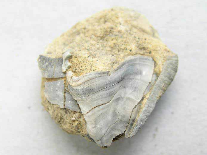 lamellibranche fossile divers jurassique Boulonnais