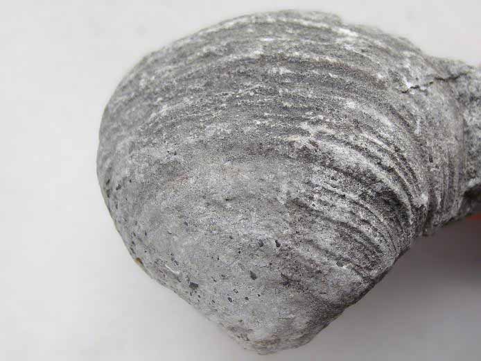 lamellibranche fossile divers jurassique Boulonnais