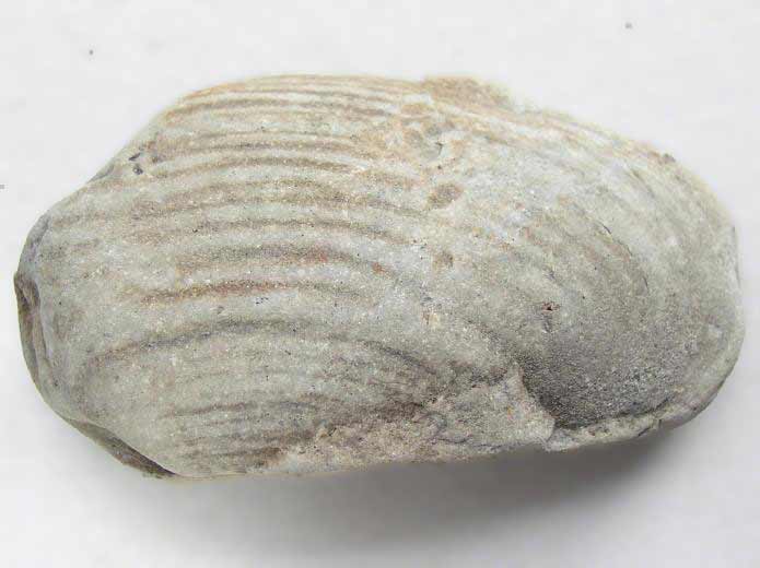 Lamellibranche fossile divers jurassique Boulonnais