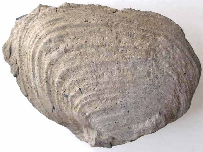 lamellibranche fossile divers jurassique Boulonnais