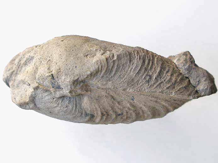 lamellibranche fossile divers jurassique Boulonnais