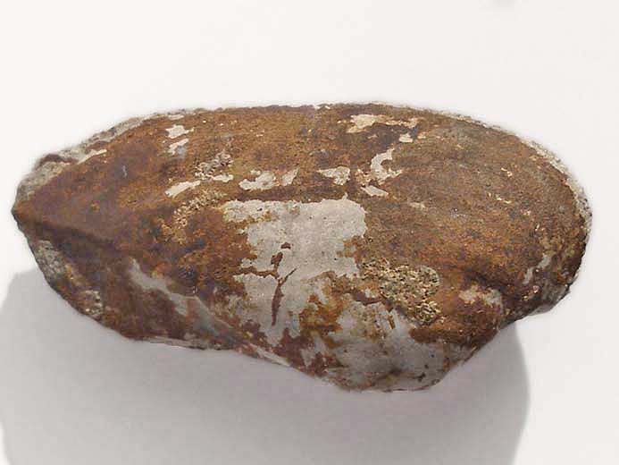 Lamellibranche fossile divers jurassique Boulonnais