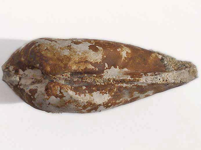 Lamellibranche fossile divers jurassique Boulonnais