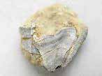 Lamellibranche fossile du jurassique boulonnais