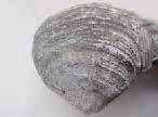 Lamellibranche fossile du jurassique boulonnais