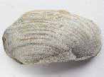 Lamellibranche fossile du jurassique boulonnais