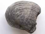 Lamellibranche fossile du jurassique boulonnais