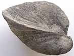 Lamellibranche fossile du jurassique boulonnais