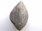 Lamellibranche fossile du jurassique boulonnais