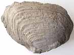 Lamellibranche fossile du jurassique boulonnais