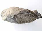 Lamellibranche fossile du jurassique boulonnais