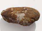 Lamellibranche fossile du jurassique boulonnais