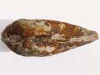 Lamellibranche fossile du jurassique boulonnais