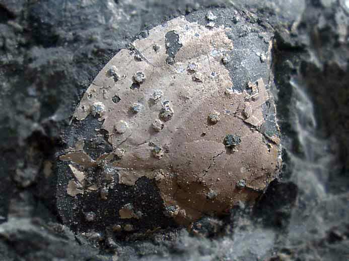 image lamellibranche fossile jurassique Boulonnais