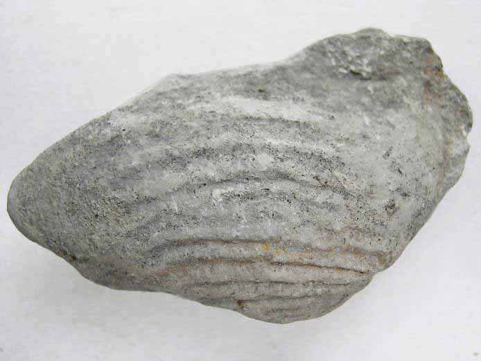 image lamellibranche fossile jurassique Boulonnais
