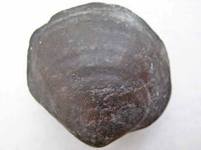 Lamellibranche fossile jurassique Boulonnais