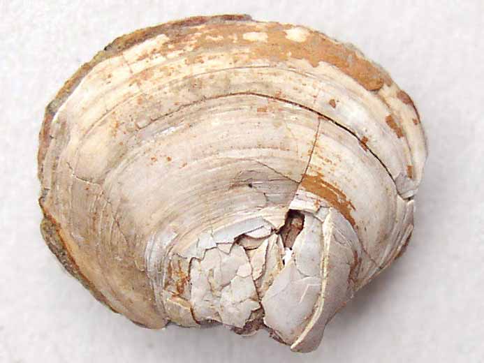 image lamellibranche fossile jurassique Boulonnais