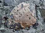 Lamellibranche fossile du jurassique boulonnais