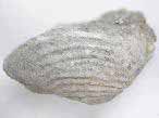 Lamellibranche fossile du jurassique boulonnais