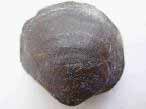 Lamellibranche fossile du jurassique boulonnais