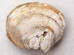 Lamellibranche fossile du jurassique boulonnais