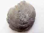 Lamellibranche fossile du jurassique boulonnais