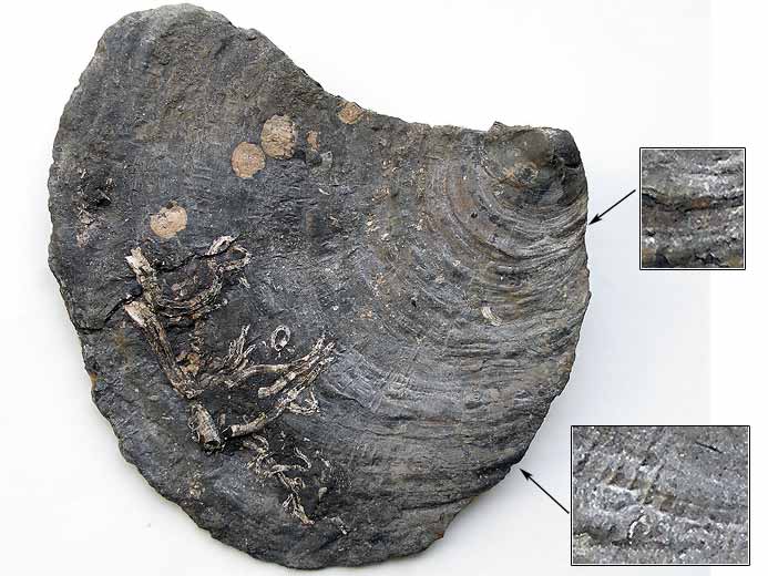 Deltoideum delta fossile du Boulonnais