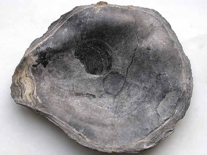 Deltoideum expansa fossile du Boulonnais