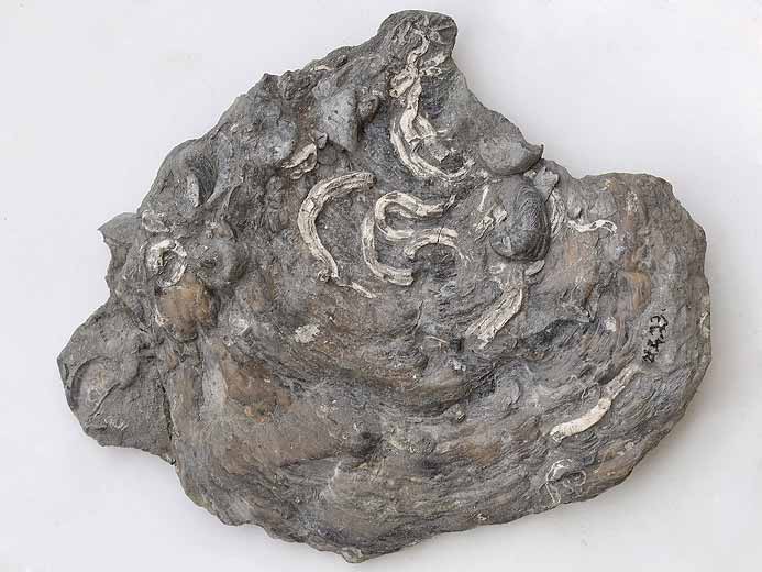 Deltoideum delta fossile du Boulonnais