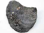 Deltoideum delta fossile jurassique du Boulonnais