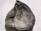 Deltoideum delta fossile jurassique du Boulonnais