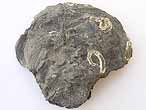 Deltoideum expansa fossile jurassique du Boulonnais