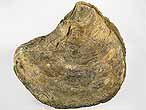 Deltoideum delta fossile jurassique du Boulonnais
