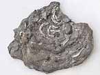Deltoideum delta fossile jurassique du Boulonnais