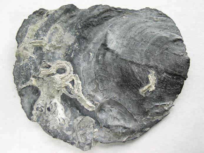 Huitre fossile divers jurassique Boulonnais