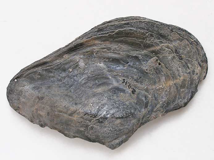 Huitre fossile divers jurassique Boulonnais