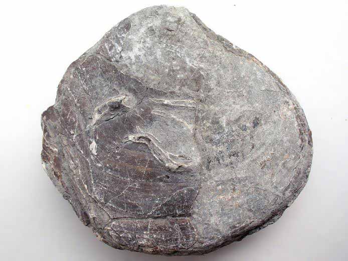 Huitre fossile divers jurassique Boulonnais
