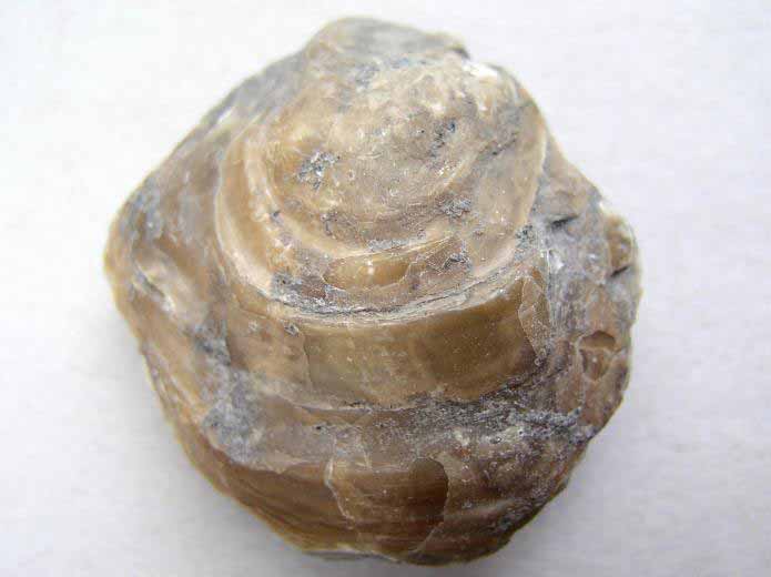 Huitre fossile divers jurassique Boulonnais