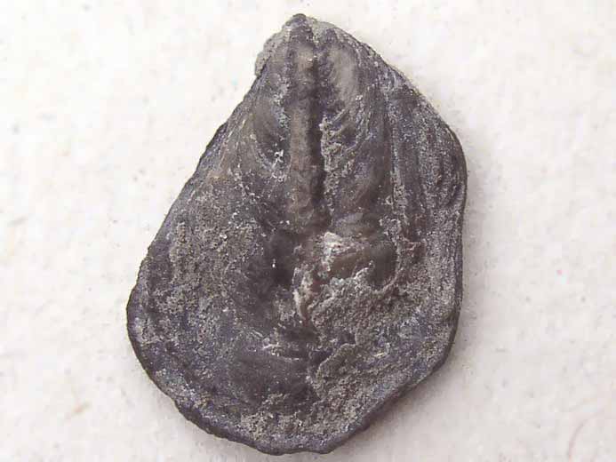 Huitre fossile divers jurassique Boulonnais