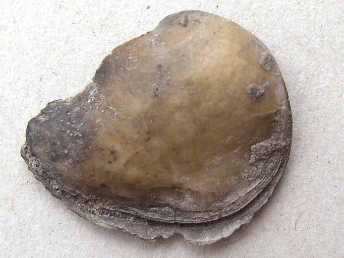 Huitre fossile divers jurassique Boulonnais