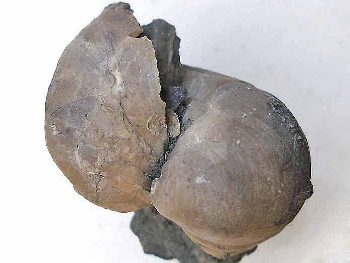 Huitre fossile divers jurassique Boulonnais