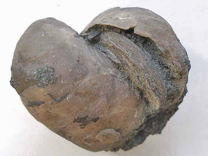 Huitre fossile divers jurassique Boulonnais
