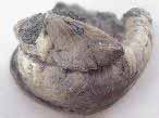 Huitre fossile divers jurassique Boulonnais