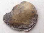 Huitre fossile divers jurassique Boulonnais