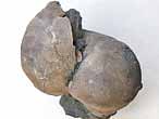Huitre fossile divers jurassique Boulonnais