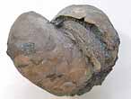 Huitre fossile divers jurassique Boulonnais