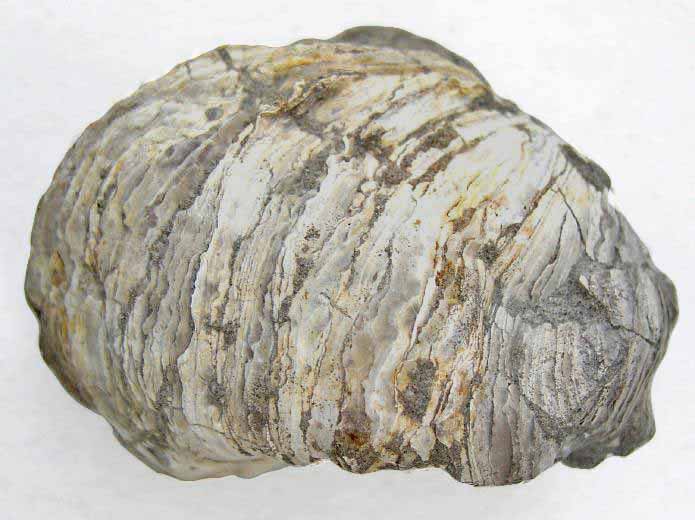 Huitre fossile divers jurassique Boulonnais