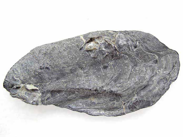 Huitre fossile divers jurassique Boulonnais