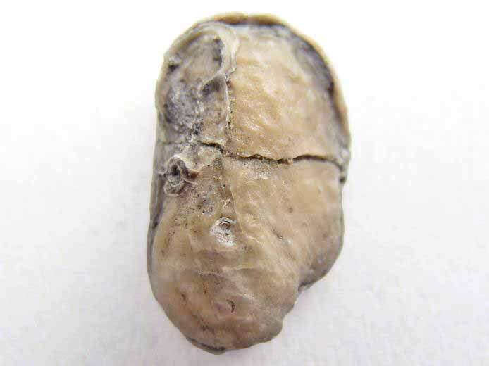 Huitre fossile divers jurassique Boulonnais